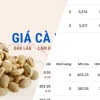 Giá Cà Phê Hôm Nay 2026: Bão Giá Hay Cơ Hội Vàng?
