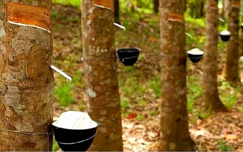 Bảng giá mủ cao su hôm nay tại Việt Nam