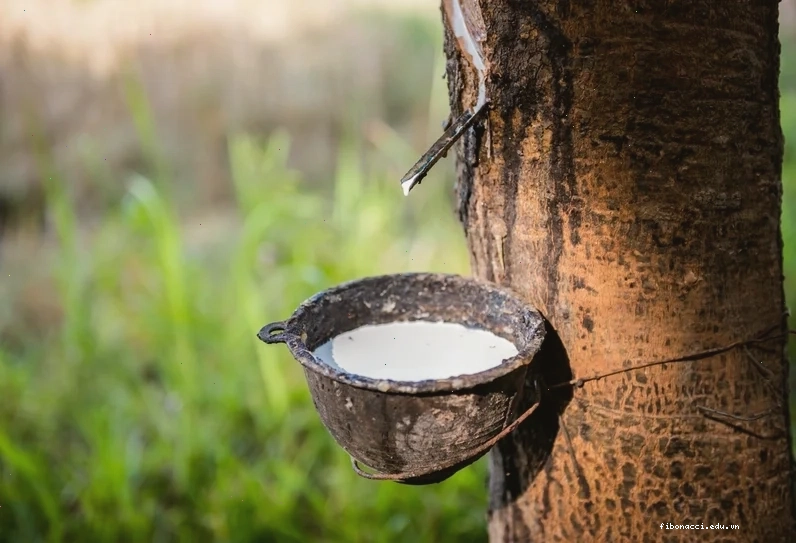 Bên cạnh tình trạng của nguồn cung, giá cao su cũng chịu ảnh hưởng từ nhiều yếu tố khác