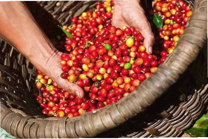 Giá cà phê hôm nay 16/10 | Tin tức & bảng giá mới nhất