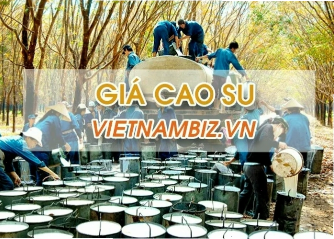 Giá cao su hôm nay 16/10: Biến động khó lường trên thị trường quốc tế
