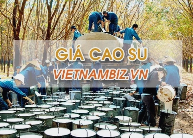 Giá cao su hôm nay 17/10 | Tin tức & bảng giá trực tuyến mới nhất