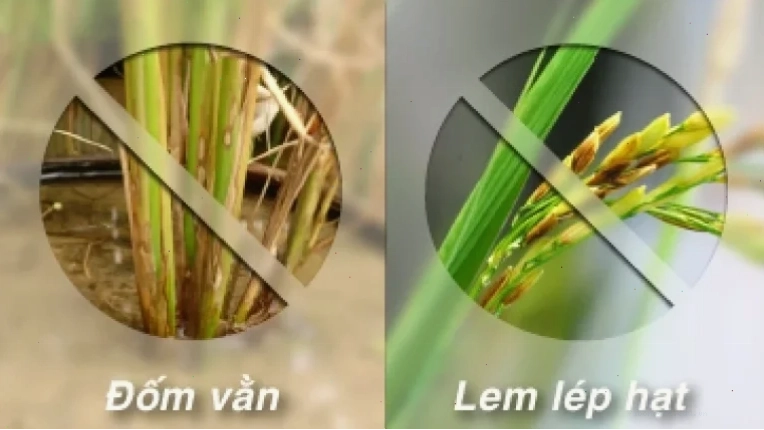 Sản phẩm Tilt Super 300EC