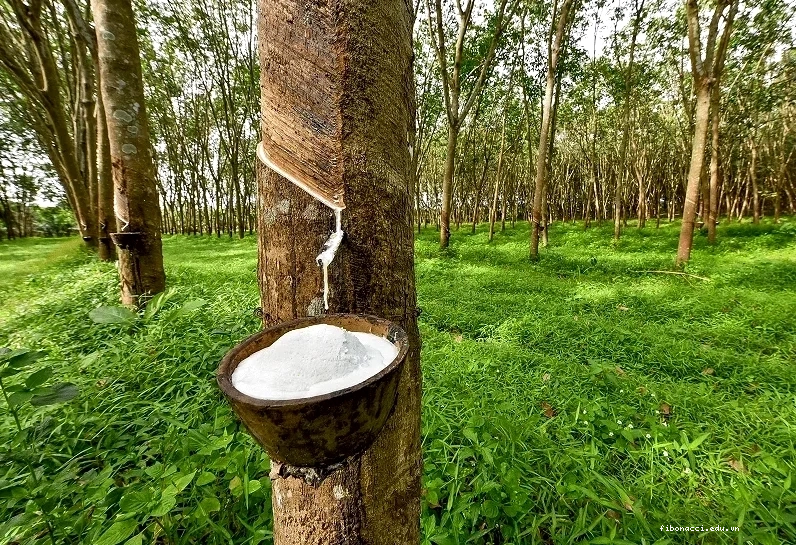Thị trường cao su trực tuyến và các yếu tố ảnh hưởng