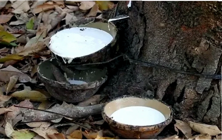 Thị trường cao su Việt Nam và những cơ hội tiềm ẩn