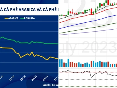 Biểu đồ giá cà phê Việt Nam 2026: Cú Lừa Hay Cơ Hội Vàng?