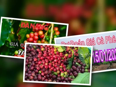 Dự đoán giá cà phê ngày mai: Lạc quan hay Bi quan 2026?