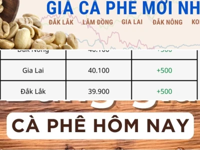 Giá cà phê hôm nay 2026: Thật hay ảo tưởng về nguồn cung?