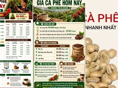 Giá cà phê hôm nay TP Buôn Ma Thuột Đắk Lắk: Biến động bất ngờ và góc nhìn trái chiều