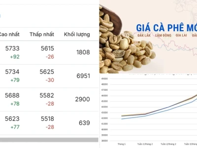 Giá Cà Phê Ngày 23 Tháng 2: Động Thái Gai Góc Nào Sẽ Thống Trị Thị Trường 2026?