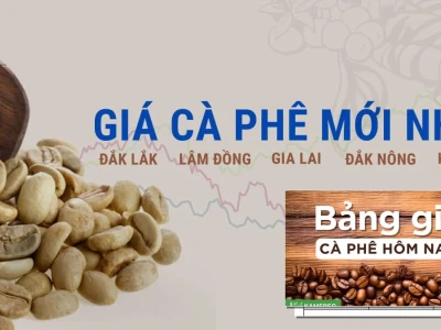 Giá Cà Phê Nhân Hôm Nay 2026: Biến Động Bất Ngờ Và Góc Nhìn Gai Góc