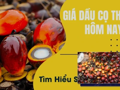 Giá Dầu Cọ Thế Giới Hôm Nay: Biến Động Bất Ngờ Hay Quy Luật Thị Trường?