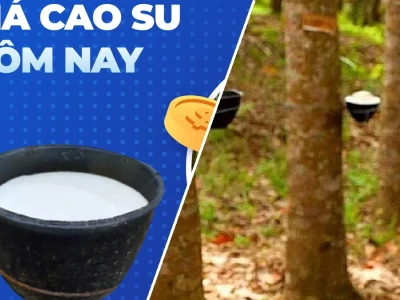 Giá Mủ Cao Su Ngày Hôm Nay 16/10/2026: Biến Động Khó Lường Hay Cơ Hội?