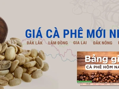 Xem Giá Cà Phê Hàng Ngày 2026: Bóc Trần Lầm Tưởng và Dữ Liệu Thực Tế